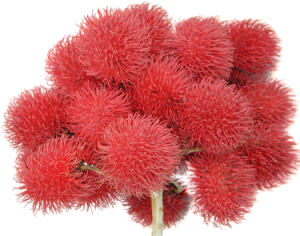rambutan